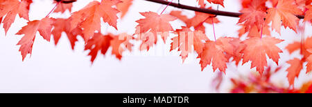 Canada giorno foglie di acero sfondo. La caduta di foglie rosse per il Canada il giorno 1 luglio. Felice giorno Canada real foglie di acero in forma di bandiera canadese. Foto Stock