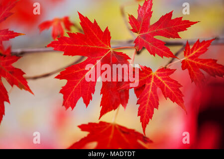 Il ramo rosso con foglie di acero. Canada giorno foglie di acero sfondo. La caduta di foglie rosse per il Canada il giorno 1 luglio. Felice giorno Canada real foglie d'acero Foto Stock