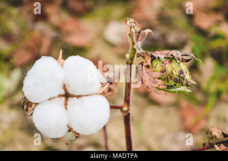 Pianta di cotone cotone boll sul ramo in campo di cotone Foto Stock