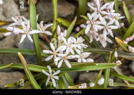 Scilla bifolia ' Rosea ', Alpine squill Foto Stock