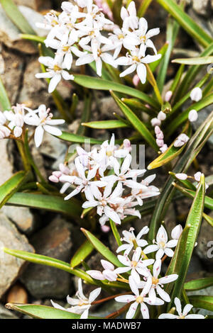 Scilla bifolia ' Rosea ', Alpine squill Foto Stock