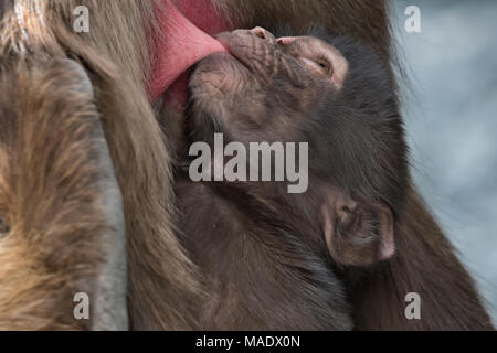 Il lattante babbuino Gelada (Theropithecus gelada), Debre Libanos, Etiopia Foto Stock