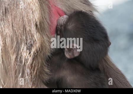 Il lattante babbuino Gelada (Theropithecus gelada), Debre Libanos, Etiopia Foto Stock