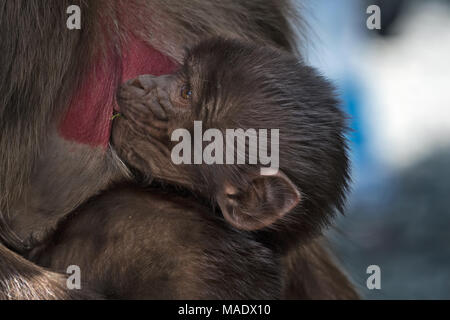 Il lattante babbuino Gelada (Theropithecus gelada), Debre Libanos, Etiopia Foto Stock