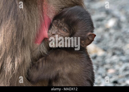 Il lattante babbuino Gelada (Theropithecus gelada), Debre Libanos, Etiopia Foto Stock