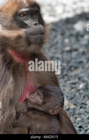 Il lattante babbuino Gelada (Theropithecus gelada), Debre Libanos, Etiopia Foto Stock