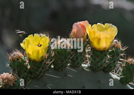 Indian fig, Debre Libanos, Etiopia Foto Stock