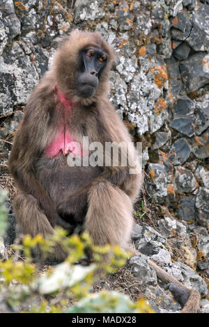 Femmina di babbuino Gelada (Theropithecus gelada), Debre Libanos, Etiopia Foto Stock