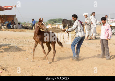 Un puledro Marwari a Pushkar Camel Fair, Rajasthan, India Foto Stock