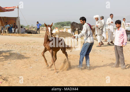 Un puledro Marwari a Pushkar Camel Fair, Rajasthan, India Foto Stock