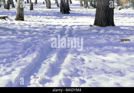 Pista di Sci in un bosco sfondo con alberi. Close-up Foto Stock