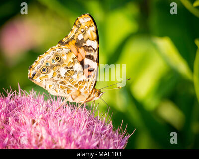 Farfalla sul fiore Foto Stock