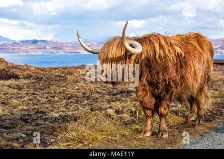 Highland bovini mucca in orizzontale sull isola di Skye vicino Elgol, Scotland, Regno Unito in Marzo Foto Stock