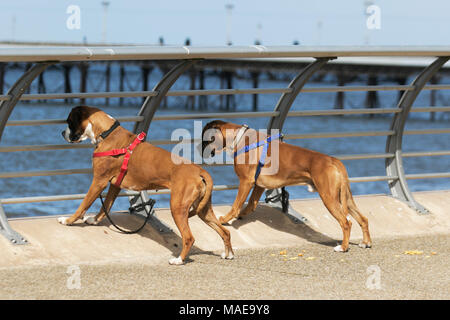 Due nosy, inquisitive, curiosi, interessati a peering cani Boxer in vacanza godendo la vista sul mare in una tranquilla giornata di sole a nord-ovest della costa di Blackpool come turisti arrivano al resort in speranza di caldo tempo di primavera. Il Boxer ha una maschera nera, a volte con una striscia bianca, o blaze, che corre il muso tra gli occhi. Foto Stock