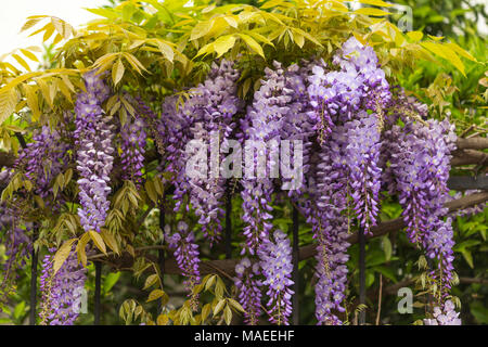 Concetto di primavera. Bellissimo glicine viola fiori che crescono sulla recinzione metallica. Foto Stock