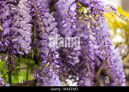 Concetto di primavera. Bellissimo glicine viola fiori che sbocciano. Composizione orizzontale. Girato con profondità di campo ridotta. Foto Stock