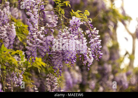 Concetto di primavera. Splendida fioritura viola fiori di glicine. Girato con profondità di campo ridotta. Composizione orizzontale. Foto Stock