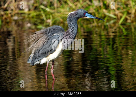 Airone tricolore (Egretta tricolore) in piedi in acqua Foto Stock