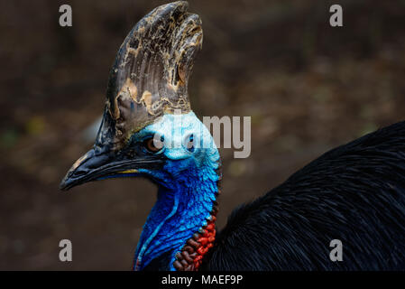 Uccello casuario close up volto in profilo Foto Stock