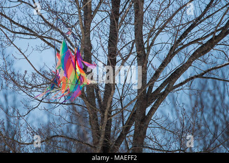 Un colorato per bambini kite bloccato in un albero, shredded dal vento e gli elementi in speculatore, NY USA Foto Stock