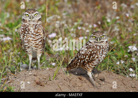 Scavando Civetta (Athene cunicularia) in piedi sul suolo Foto Stock