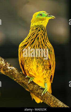 Colomba d'oro (Ptilinopus luteovirens) seduto su un albero, isola di Viti Levu, Fiji. Frutto d'oro colomba è endemica di foreste di Viti Levu e altri Fijian Foto Stock