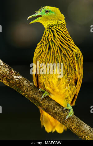 Colomba d'oro (Ptilinopus luteovirens) seduto su un albero, isola di Viti Levu, Fiji. Frutto d'oro colomba è endemica di foreste di Viti Levu e altri Fijian Foto Stock