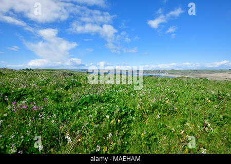 Costa del Pacifico e punto Tomale Trail Foto Stock