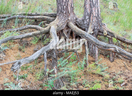 Nodose radici di alberi di pino che cresce su pendio Foto Stock