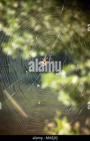 Spider Web nella struttura ad albero. web nel mezzo del suo web sul verde sfondo sfocato forest Foto Stock