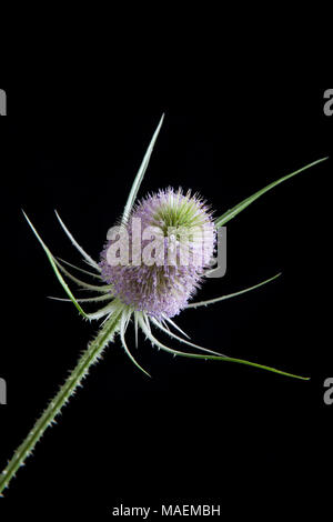 Una fioritura selvatica teasel Dipsacus fullonum, Dorset England Regno Unito GB fotografato su uno sfondo nero in un studio Foto Stock