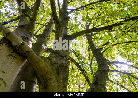Vista dal basso di un cavallo castagno con diverse linee. Foto Stock