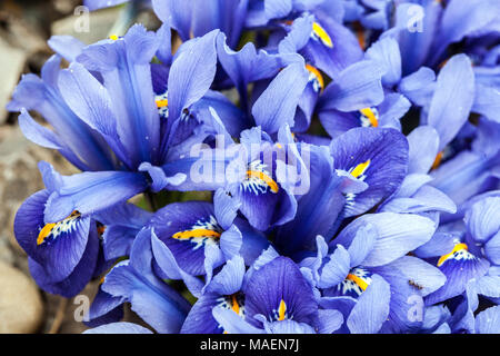 Iris reticulata ' Joyce ', Nano iridi, fiori blu close up Foto Stock