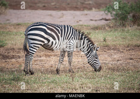 Le pianure Zebra Equus burchelli di profilo sulla riserva Ndutu in Tanzania Foto Stock