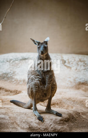 Un divertente canguro adulto animale di colore grigio si erge sulle zampe posteriori e guarda la telecamera in un zoo su una pietra gialla torbida in tempo in inverno. Foto Stock