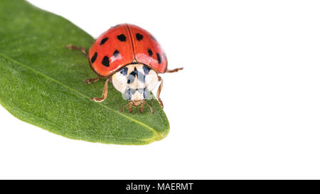 Red Ladybug su una foglia verde. Harmonia axyridis. Bella close-up della cute a macchie nere coccinella sulla pianta naturale. Isolato su sfondo bianco. Foto Stock