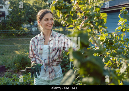 Giovane donna giardinaggio spiumatura bacche da bush Foto Stock