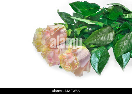 Bel bouquet di delicato colore rosa pallido rose con tinta di giallo e foglie verdi isolati su bianco - festa sfondo floreale Foto Stock