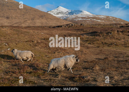 Due pecore ai piedi di Ben Mor Coigach (il picco più alto a Mull) e Culnacraig sull'Isle of Mull Foto Stock