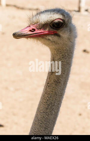 Ostrich su uno sfondo neutro Foto Stock