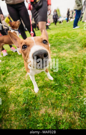 Viso e naso di un close-up cane Basenji Foto Stock