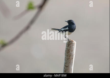 Oriental Magpie Robin appollaiato su un ramo Foto Stock