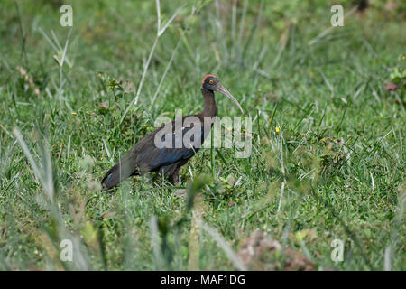Bird: Red Naped Ibis alla ricerca di cibo in zona umida Foto Stock