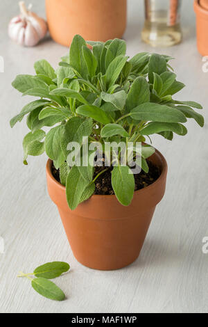 Pentola di coccio con fresco verde salvia Foto Stock