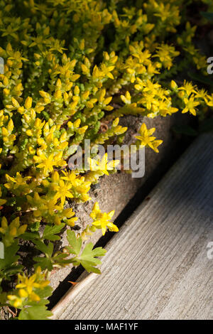 Goldmoss stonecrop, Gul fetknopp (Sedum acre) Foto Stock