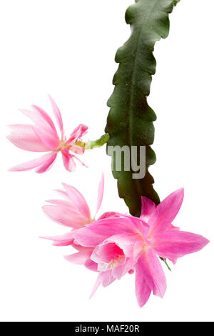 Il tedesco imperatrice, Drottningkaktus (Disocactus phyllanthoides) Foto Stock