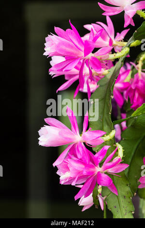 Il tedesco imperatrice, Drottningkaktus (Disocactus phyllanthoides) Foto Stock