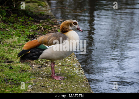 Oca egiziana in piedi dal piccolo fiume Ouse, Thetford, Regno Unito su una cortina di nubi inizio giornata di primavera Foto Stock