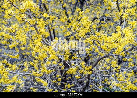 Ciliegia di mais, arbusto fiorito di Cornus mas ' Jolico ' Foto Stock