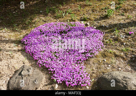 Un mazzetto di violetta Phlox subulata formando una forma di cuore in Pyunggang Giardino Botanico a Pocheon, Corea del Sud. Foto Stock